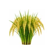 Paddy