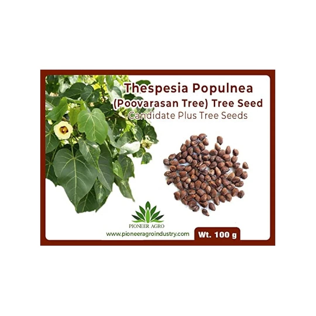 Thespesia Populnea (Poovarasan Tree) Tree Seed, Apple Shaped Fruit          - Image 1