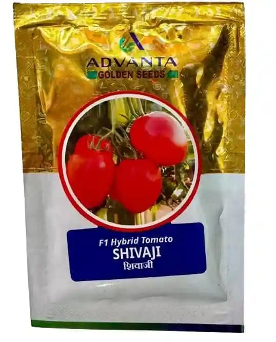 Advanta F1 Hybrid Shivaji Tomato Seeds, Field Tolerance for Verticillium and Fusarium Wilt - Image 1