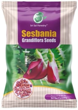 SRI SAI FORESTRY - Sesbania Grandiflora (Agati) Fodder Seeds , Humming bird Tree Seeds, Livestock Food Seeds 1