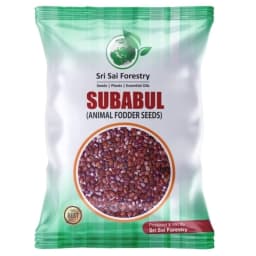 Sri Sai Forestry Subabul Seeds (Leucaena Leucocephala), Safed Babool, Ideal For Fodder Green Manure Plantation And Live Fencing 1