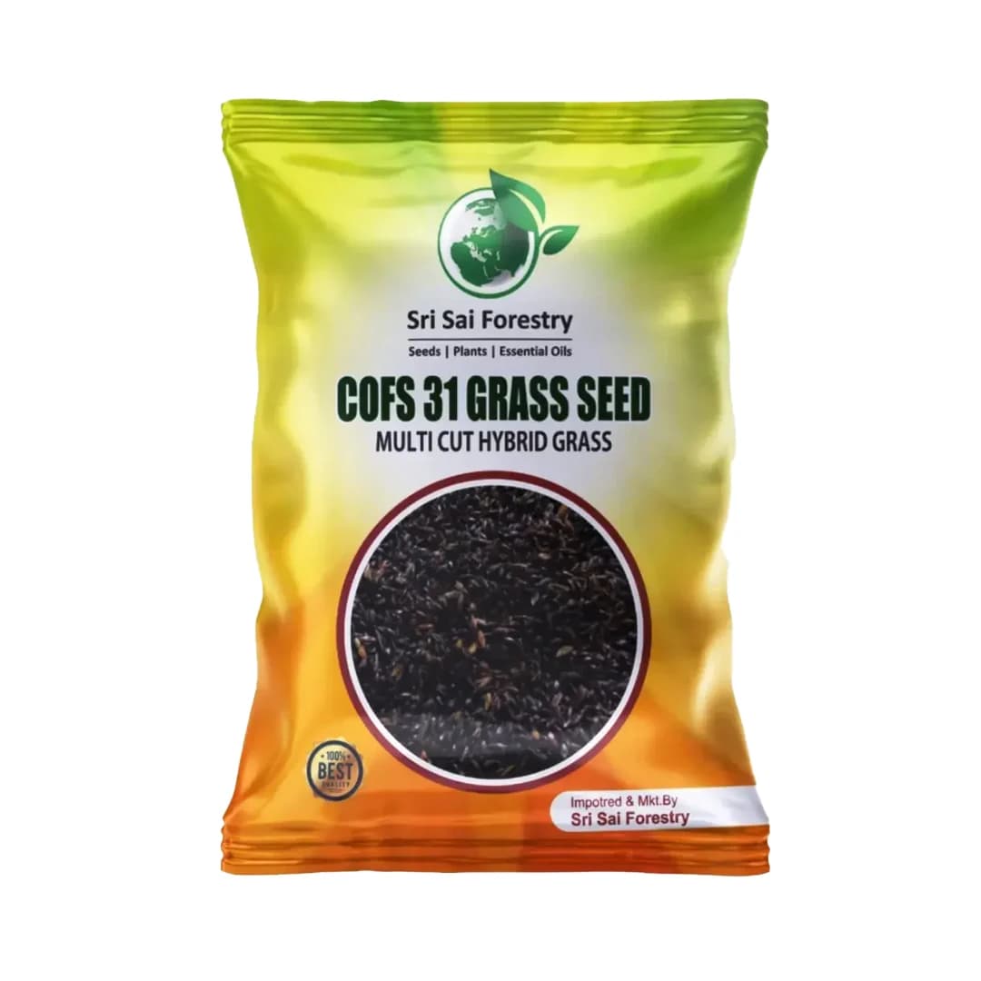 Sri Sai Forestry COFS 31 Grass Seeds For Goat And Cow, Multi Cut Fodder Seed - Image 1