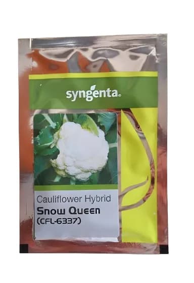 Syngenta Snow Queen (CFL-6337) Cauliflower Hybrid Seeds - Image 1