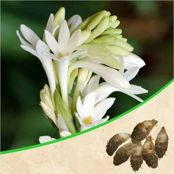 VR Tuberose Flower Bulbs, Single Petal White Rajnigandha Bulbs Rhizomes, Ideal For Home Gardens - Image 1