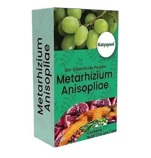 Katyayani Metarhizium Anisopliae Bio Insecticide, (Powder) Talcum Based Powder Formulation Used For Effective Pest Control - Image 1