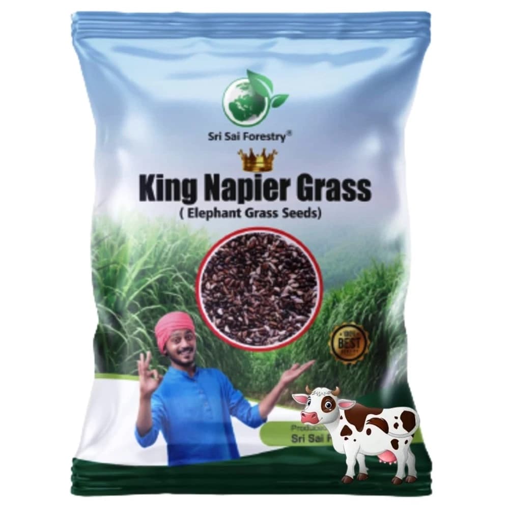 Sri Sai Forestry King Napier Australian Napier Grass Seeds, Elephant Grass Seed