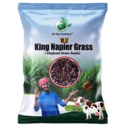 Sri Sai Forestry King Napier Australian Napier Grass Seeds, Elephant Grass Seed 1