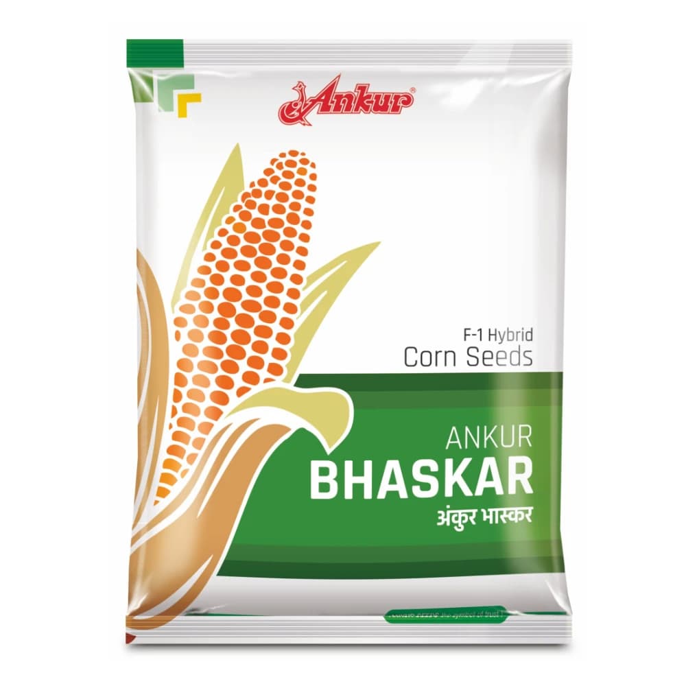 Ankur BHASKAR F1 Hybrid Maize Seeds, Makka Ke Beej, High Yield, Lodging Tolerant, Silage Ready And Dual Purpose Use - Image 1