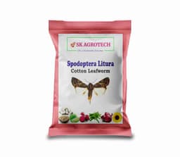 SK Agrotech Spodoptera Litura Cotton Leafworm Pheromone Trap With Lure - Effective Monitoring and Control 10