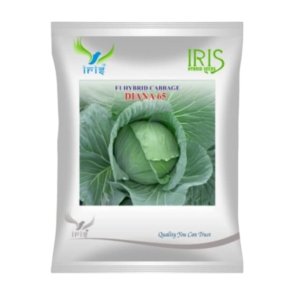 Iris Diana 65 F1 Hybrid Cabbage Seeds, High Yield, Black Rot Tolerant, Excellent Uniformity