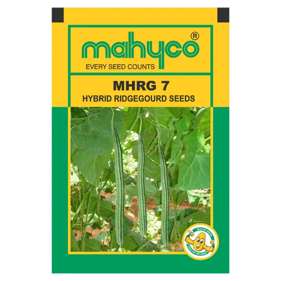 Mahyco MHRG 7 F1 Hybrid Ridge Gourd Seeds, High Yield, Long Shiny Green Fruits - Image 1