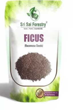 SRI SAI FORESTRY - Gular - Cluster Fig - Ficus Racemosa - Natural Tasty Athi Fruit Tree seeds  1