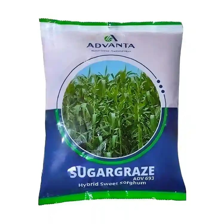 Advanta Sugargraze Forage, Grass Seeds, High Yielding Nutritious Fodder, Suitable for Single Cut, Tall Thick