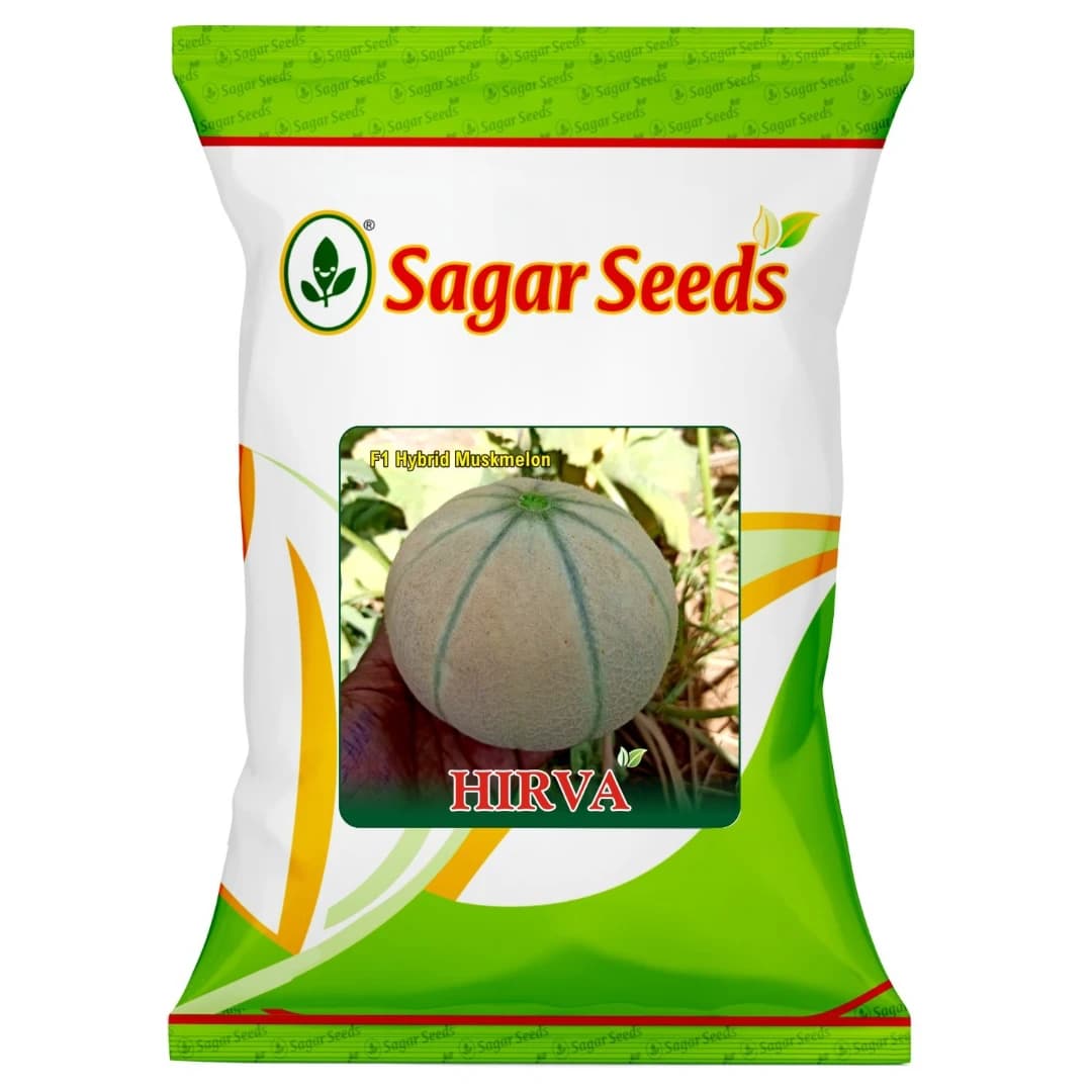 Sagar Hirva F1 Hybrid Muskmelon Seeds, High TSS, Uniform Fruit Size, Suited For Summer Season - Image 1