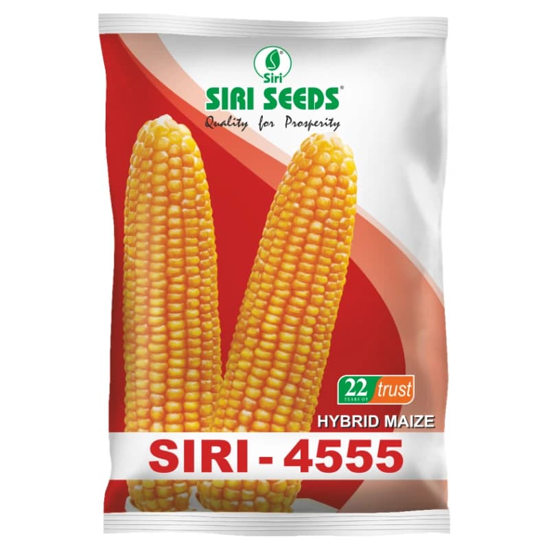 Siri Seed 4555 F1 Hybrid Maize Seed, High Shelling % And Good Grain Weight  - Image 1