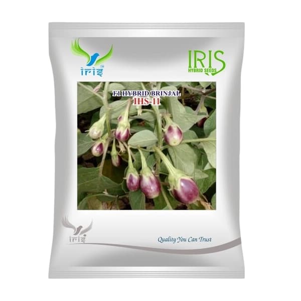 Iris IHS-11 F1 Hybrid Brinjal Seeds, Purple-Green Fruits And Bushy Plants Variety