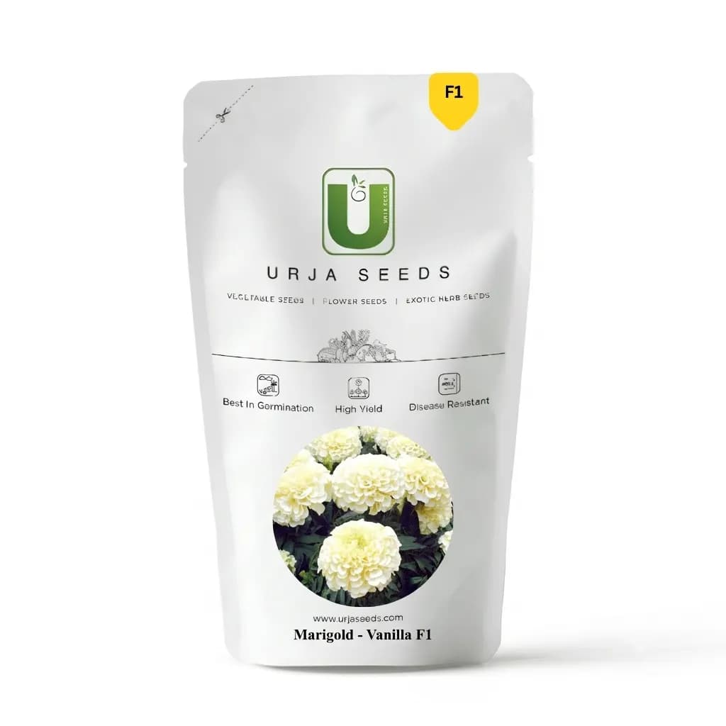 Urja Marigold-Vanilla F1 Marigold Seeds - Image 1