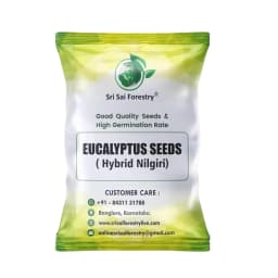 SRI SAI FORESTRY - Eucalyptus Nilgiri , Best Paper wood Tree, Hard Timber & Fast Growing Firewood Tree seeds 1