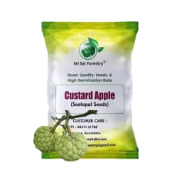 SRI SAI FORESTRY Custard Apple Seeds, Sitafal Ke Beej, Sugar Apple Seeds, Sweetsop Seeds, Annona squamosa Fruit Tree Seeds  1