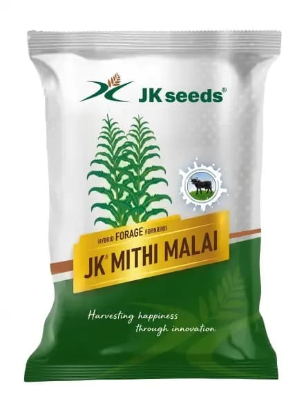 JK Seeds JK Mithi Malai Hybrid Forage Sorghum High Yield Sweet Fodder Seeds - Image 1