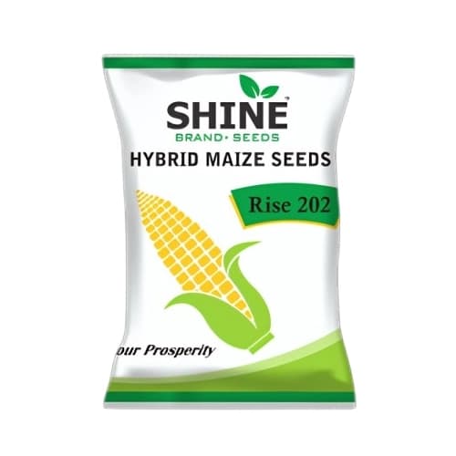 Maize Rise 202 Hybrid - Shine Brand Seeds, Makka Seed, Excellent Germination Quality - Image 1