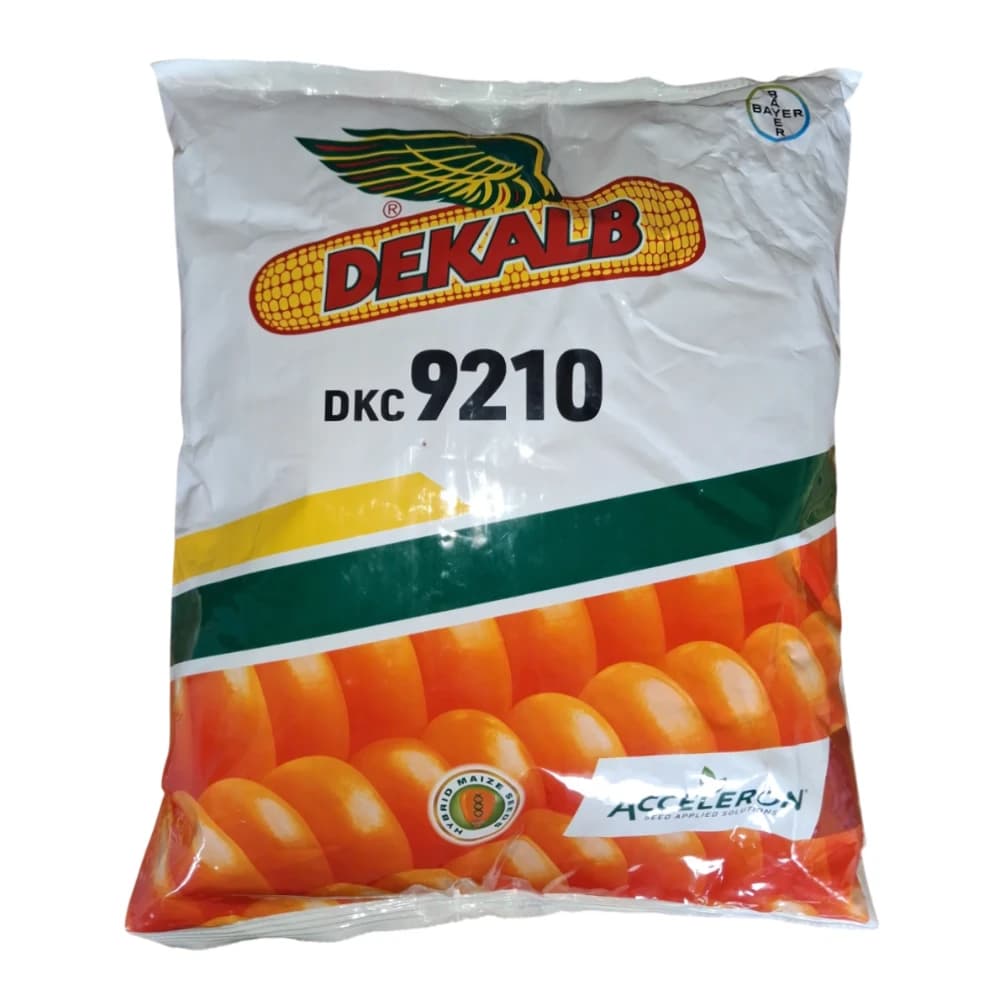 Bayer Dekalb 9210  Hybrid Corn, Maize Seeds, Makka Seeds, High Yielding, Kharif Crop - Image 1
