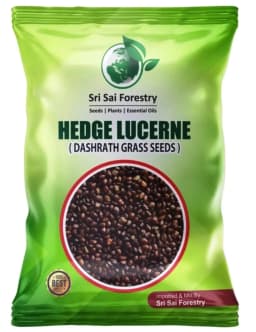 Sri Sai Forestry Hedge Lucerne Grass Seeds, Dashrath Grass Seed, Animal Fodder Seeds 1