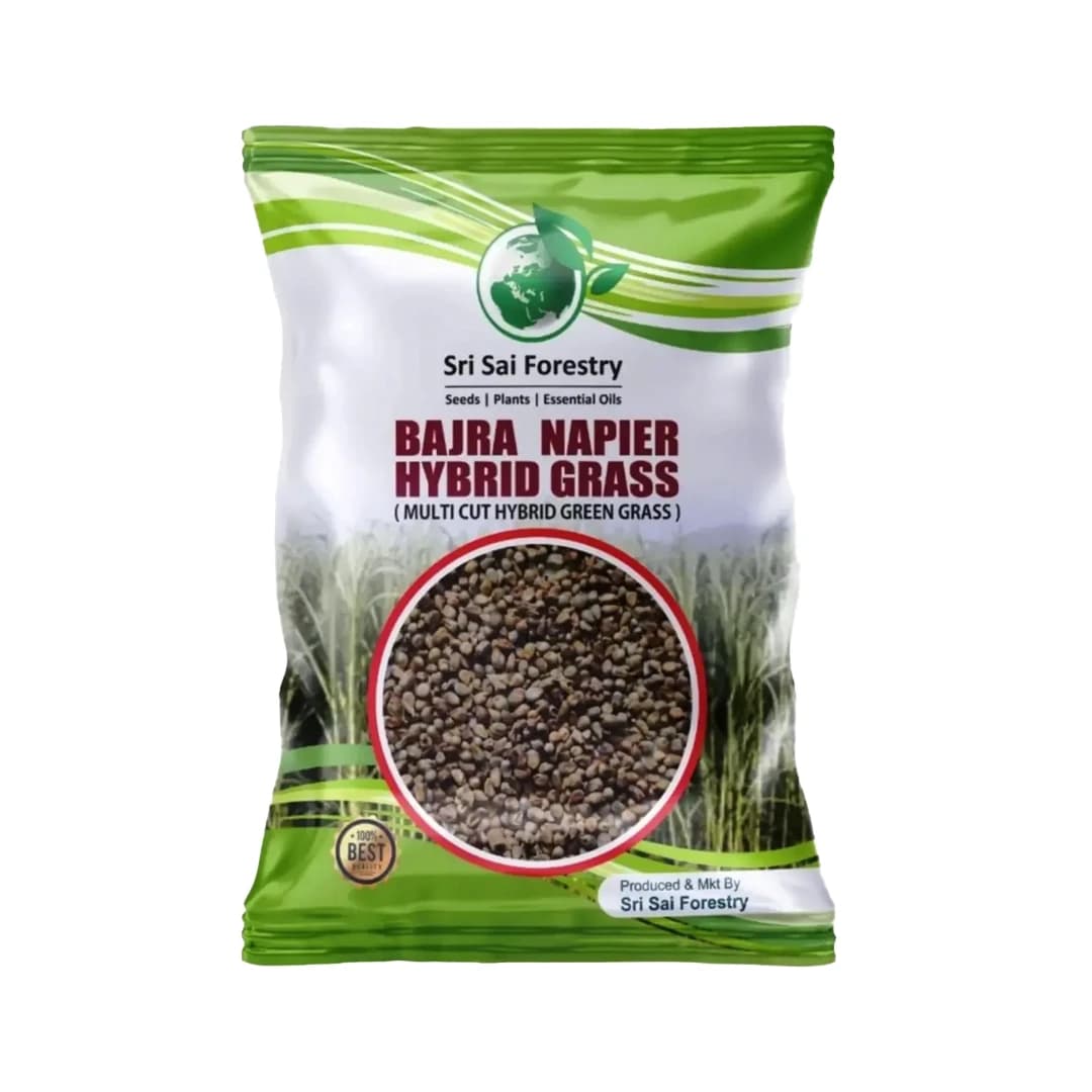 Sri Sai Forestry Bajra Napier Hybrid Grass Seeds, Multi Cut Grass Seed and Animal Fodder