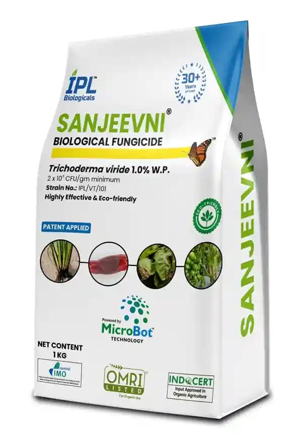 IPL Sanjeevni Trichoderma viride 1.0% WP Bio Fungicide, Protects Crops From Soil-Borne Fungal Diseases - Image 1