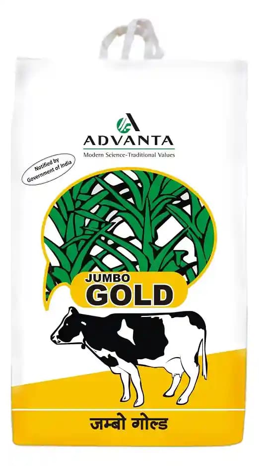 Advanta Jumbo Gold Forage (Sorghum) Seeds - Image 1