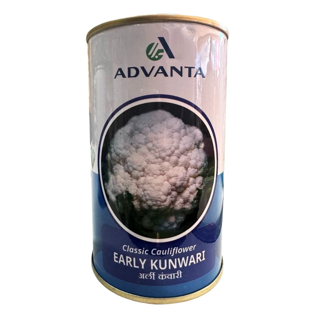 Advanta Early Kunwari Hybrid Cauliflower Seeds, Dome-Shaped Cream Curds, Early Maturity