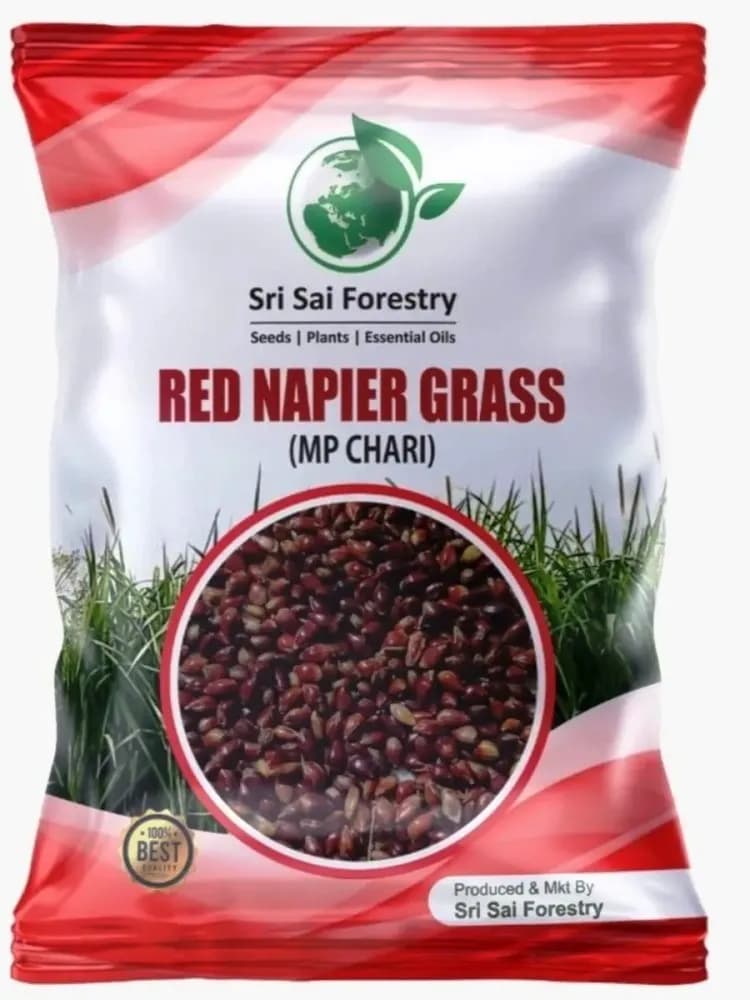 Sri Sai Forestry Red Napier Grass Seeds (MP Chari) Animal Fodder Seeds, For Summer and Rainy Seasons