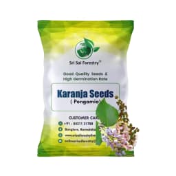 SRI SAI FORESTRY Karanja (Millettia Pinnata)  Indian Beach Tree, Pongamia Pinnata, Pongame oil tree, Liquid Fuel Tree Seeds 1