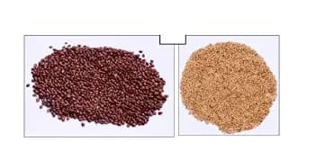 RK Seeds Combo Of Alfalfa seeds, Lucerne seeds And Hedge Lucerne Seeds, Cab Be used as animal fodder.
