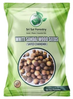 Sri Sai Forestry Safed Chandan Plant Tree Seeds, White Sandalwood Tree Seeds 1