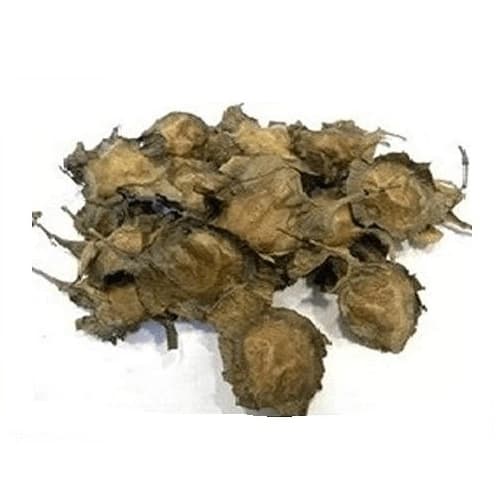  RK Seeds Red Sandalwood Seeds , Red Sandel , Lal Chandan , Pterocarpus santalinus Seeds , Redsandal Tree Seeds , Red Sandalwood tree Seeds plantation