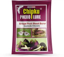 Chipku Pheromone Water Trap With Leucinodes Orbonalis Lure To Catch Brinjal Fruit Shoot Borer Insect, Moth. Useful in Brinjal & Egg Plant 2