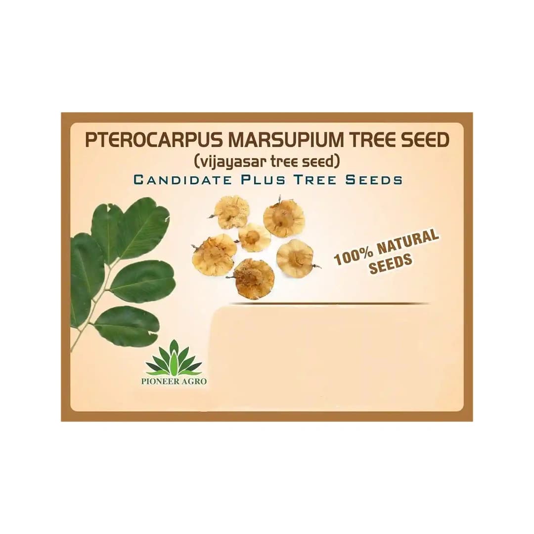 Pterocarpus Marsupium (Vengai) Tree Seed enhance the beauty of garden, landscapes, commercial crops, etc. - Image 1
