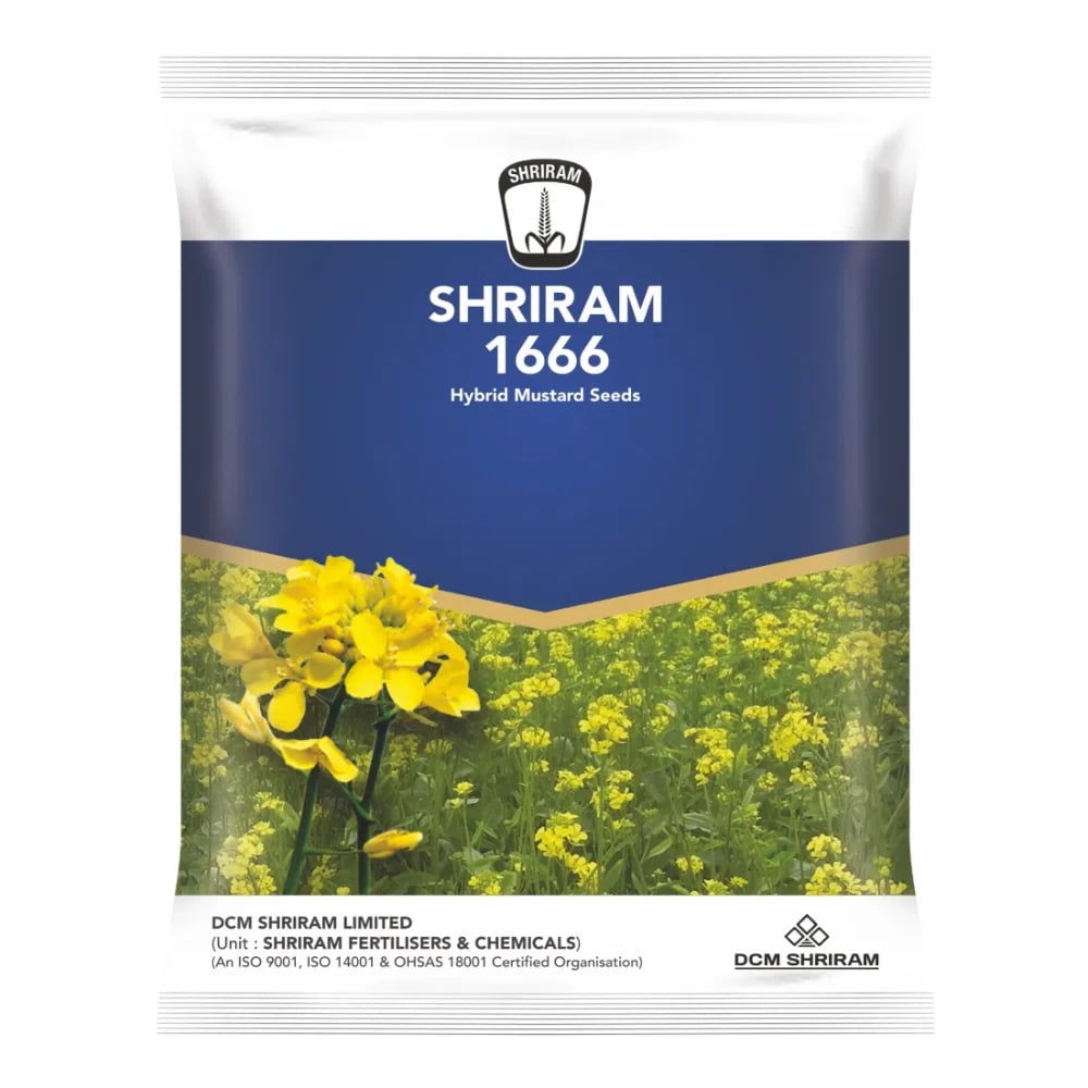 Shriram 1666 Hybrid Mustard Seeds, Sarso Ke Beej, Excellent Yield And Good Oil Percentage
