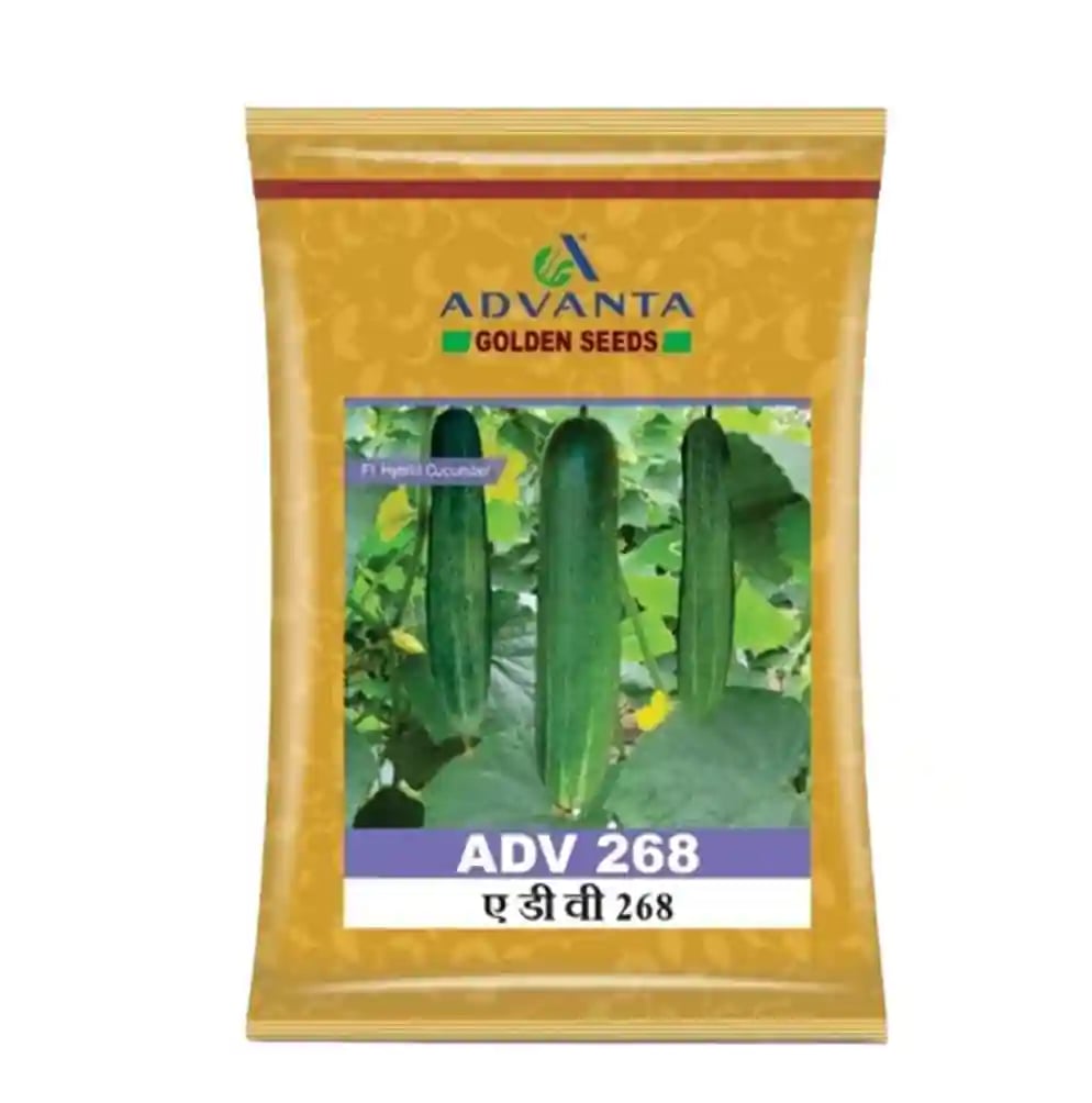 అడ్వాంటా F1 హైబ్రిడ్ ADV 268 దోసకాయ విత్తనాలు, ఆకర్షణీయమైన ఆకుపచ్చ రంగు తేలికపాటి తెల్ల చారలతో