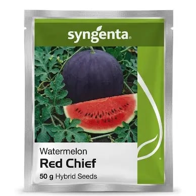 Syngenta Red Chief Hybrid Watermelon Seeds