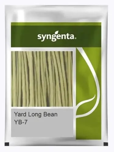 Syngenta YB-7 Yard Long Bean Hybrid Seeds