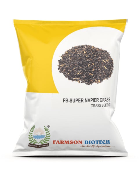 Farmson FB-Super Napier Grass Seeds - King of Napier Grass, Showing Direct In the Main Field, Fodder Grass Seeds