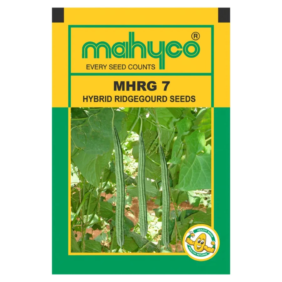 Mahyco MHRG 7 F1 Hybrid Ridge Gourd Seeds, High Yield, Long Shiny Green Fruits