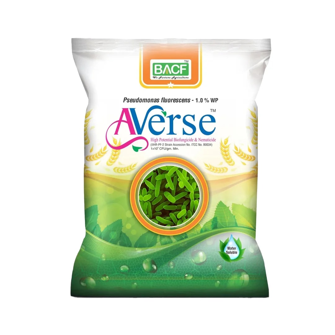 BACF Averse Pseudomonas fluorescens 1%WP Bio Pesticide , Selective Bio-Agent And Effectively Controls Soil-Borne