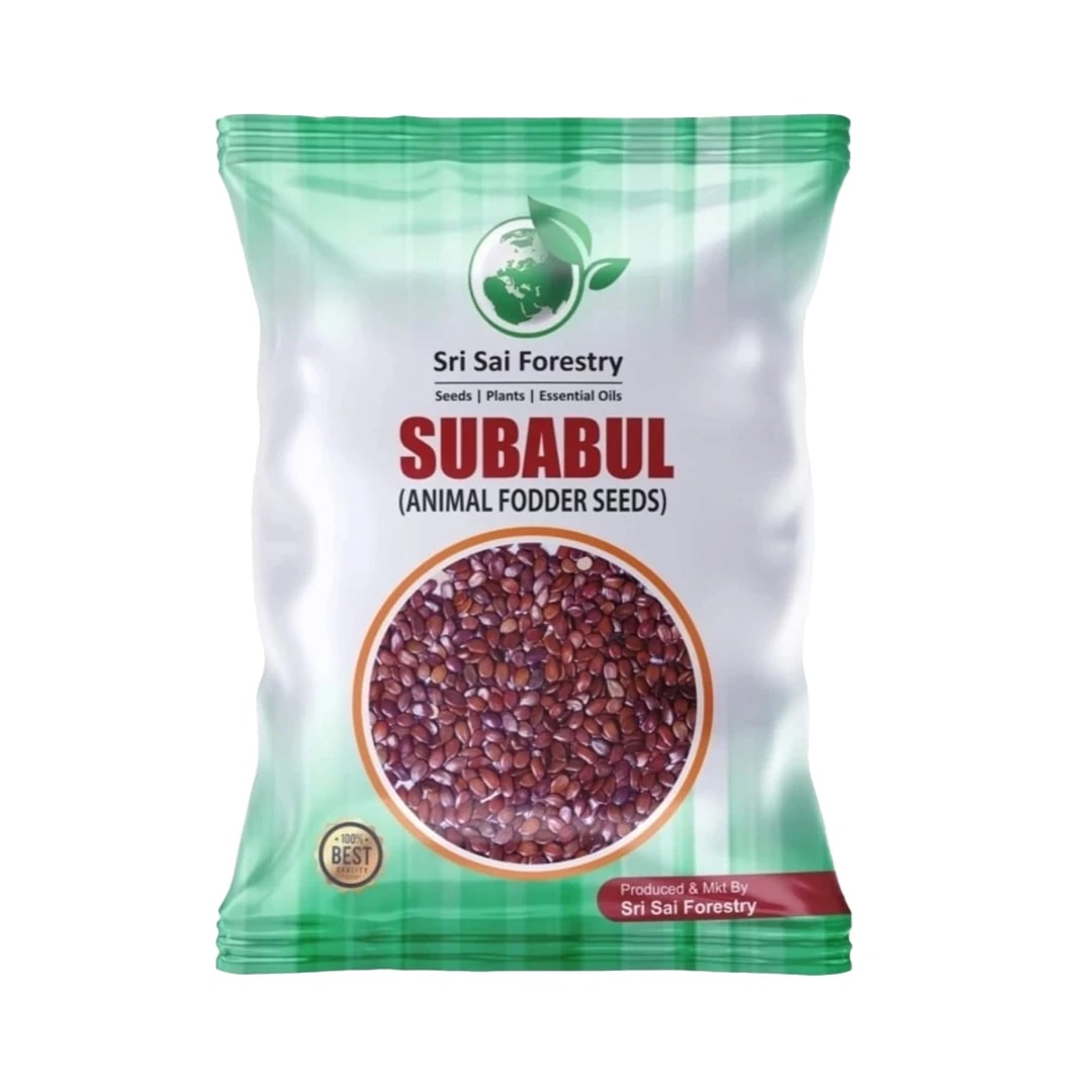 Sri Sai Forestry Subabul Seeds (Leucaena Leucocephala), Safed Babool, Ideal For Fodder Green Manure Plantation And Live Fencing