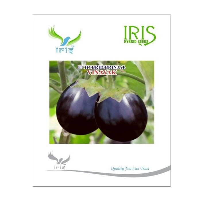 Iris Vinayak F1 Hybrid Brinjal Seeds, Uniform Shape, Round To Oval, Big Purple Fruits And Wilt Tolerant