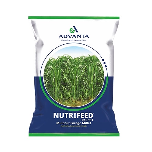 Advanta Nutrifeed Pac 981 Multicut Forage Millet Seeds, High Yield And High Quality Fodder
