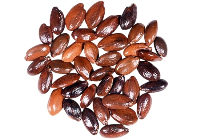 RK Seeds - Mimusops Elengi, Bullet Wood, Indian Medlar Elengi, Thick Shade Tree, Bakul Tree Seeds, For Growing , Maulsari, Spanish Cherry for planting