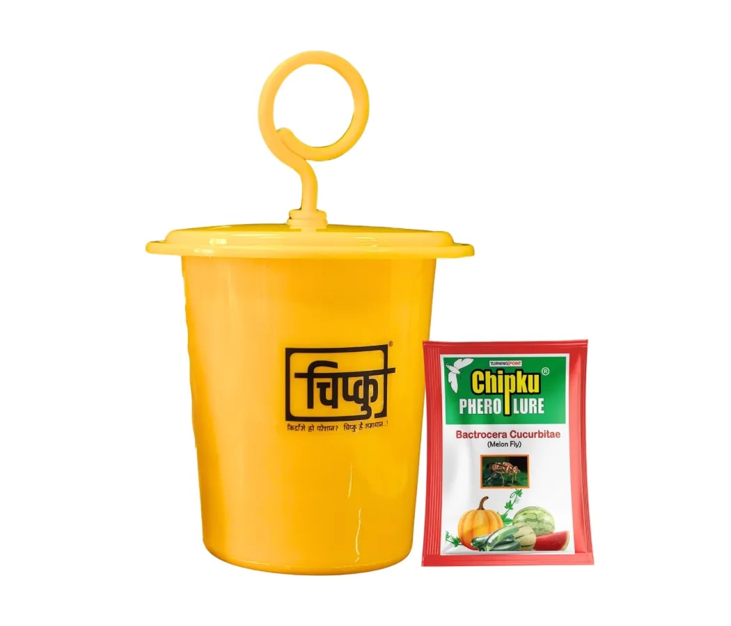 Chipku Pheromone Ecomax Trap With Melon Fly Lure (Bactrocera Cucurbitae) Feeding By The Larvae. For Gourds, Pumpkin, Tomato, Water Melon, Zucchini